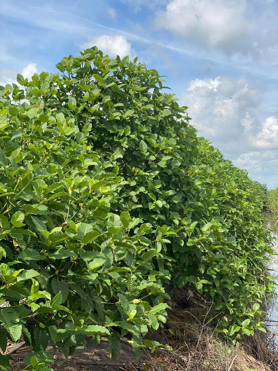 Kratom plantation in West Kalimantan, Indonesia
