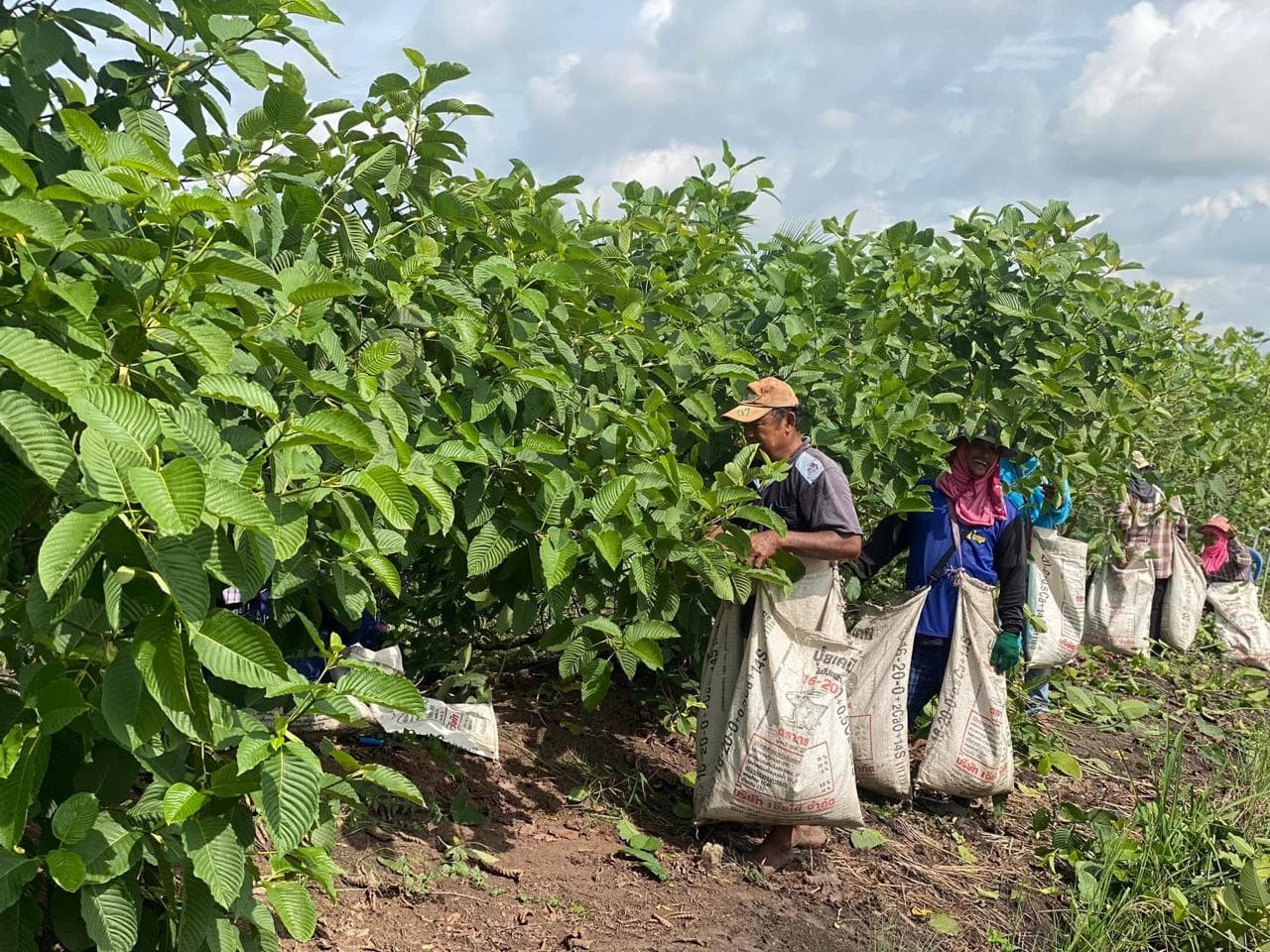 Indonesian kratom harvesters in West Kalimantan plantation